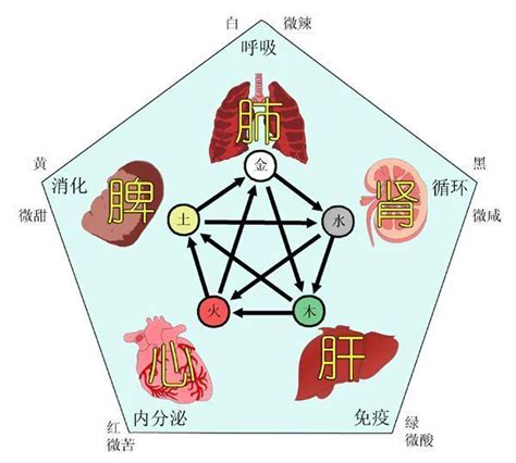 肝心脾肺腎|搞懂中醫五行陰陽論！一張表看懂五行與五臟的關係